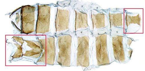 Réf. 298 580 : Aethes hartmanniana
